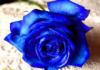 blur rose