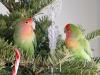 Love birds   December