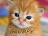 grumpy kitten