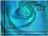 love, rose, blue rose