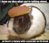 Bunny with pancake on its head
