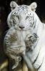 white tiger and cub