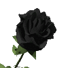 black rose blooming