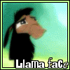 llama face