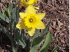 Daffodil in Perfection