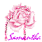 Samantha - Pink Rose