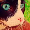 Blue eyed cat