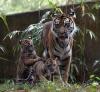 Tigeress and Family