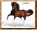 Carly's Horse Graphic