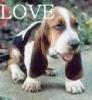 love hound