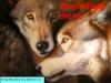 Stop killing wolves