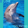 i love dolphins