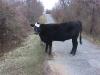 Cow crossing road