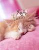 Cat Princess. 