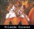 Pumpkin Kitty Friends