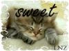 sweet kitty
