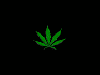 moving marijuana leaf