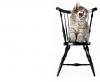 kitten in a chair