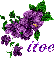 itoe-purple flower