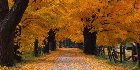 autumn outside contact table