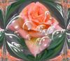 Distorted Pink Rose