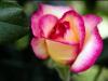 Pink & White Rose