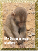 Monkey Sad