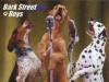 bark street dogs