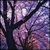 purple tree