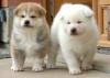 :~:Fuzzy Puppies:~: