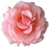 cute kawaii rose flower