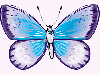 blue & purple butterfly