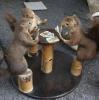 squirrels playin poker