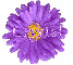 Crystal in purple flower