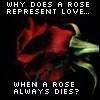 a rose dies