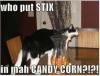candy corn cat