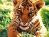 Indian Tiger Cub