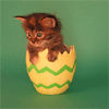 Kitten In Egg